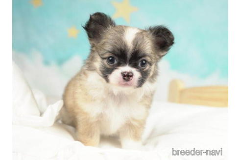 成約済の千葉県のチワワ(ロングコート)-210355の3枚目