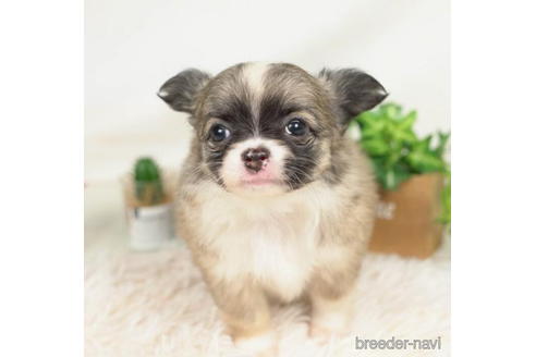 成約済の千葉県のチワワ(ロングコート)-210355の2枚目