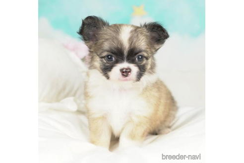 成約済の千葉県のチワワ(ロングコート)-210355