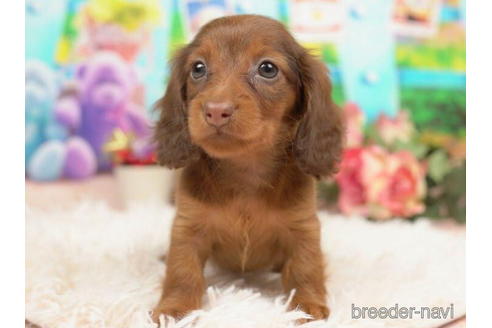 成約済の千葉県のミニチュアダックスフンド(ロングヘアード)-210362の4枚目