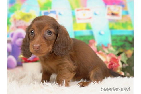 成約済の千葉県のミニチュアダックスフンド(ロングヘアード)-210362の3枚目