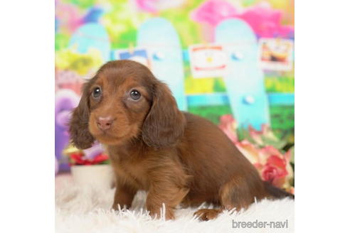 成約済の千葉県のミニチュアダックスフンド(ロングヘアード)-210362の2枚目