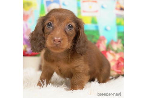 成約済の千葉県のミニチュアダックスフンド(ロングヘアード)-210362の1枚目