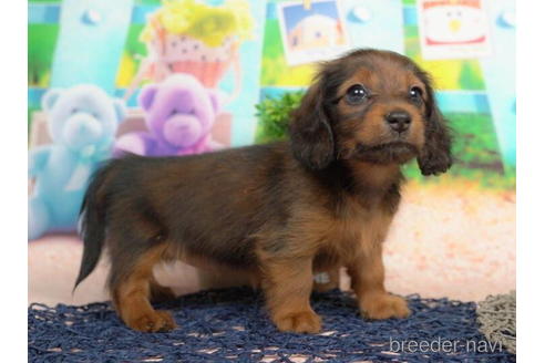 成約済の千葉県のミニチュアダックスフンド(ロングヘアード)-210366の4枚目