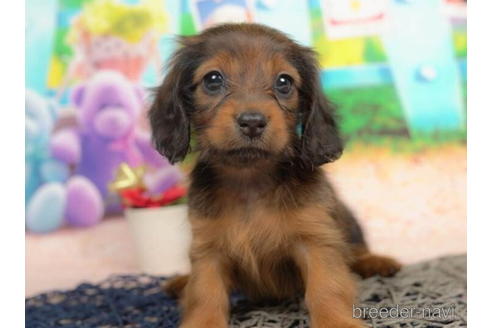 成約済の千葉県のミニチュアダックスフンド(ロングヘアード)-210366の3枚目