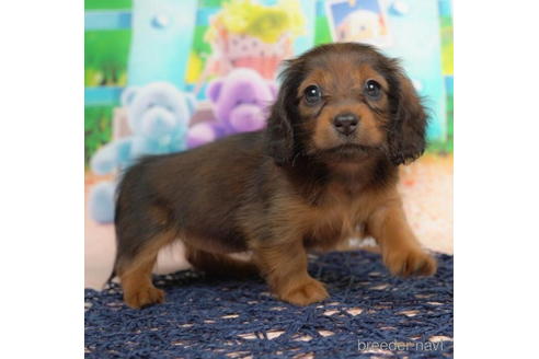 成約済の千葉県のミニチュアダックスフンド(ロングヘアード)-210366の2枚目