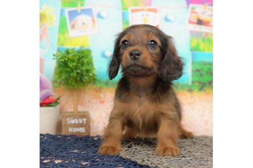 成約済の千葉県のミニチュアダックスフンド(ロングヘアード)-210366の1枚目