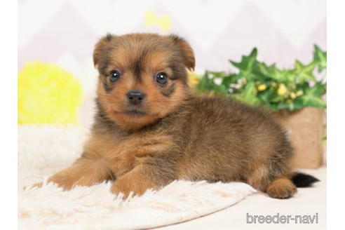 成約済の千葉県のミックス犬-210372の4枚目