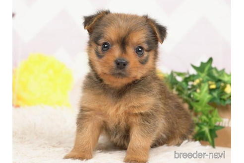 成約済の千葉県のミックス犬-210372の3枚目