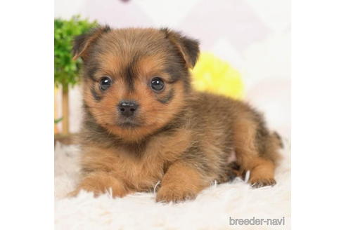 成約済の千葉県のミックス犬-210372の1枚目