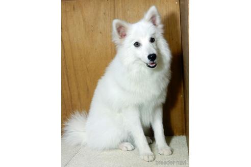 栃木県の日本スピッツ 男の子 22 05 05生まれ ホワイト 白 子犬id ブリーダーナビ