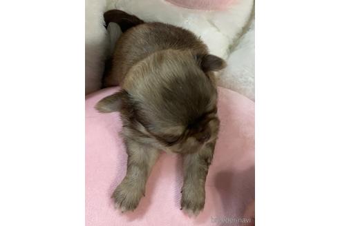 成約済の愛媛県のチワワ(ロングコート)-208137の2枚目