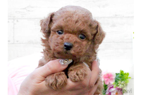 子犬