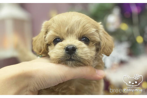 成約済の愛知県のミックス犬-210507