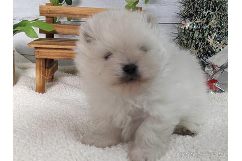 成約済の静岡県のポメラニアン-210508の2枚目