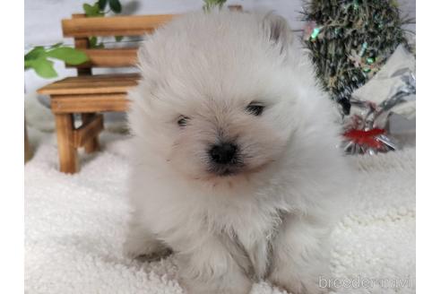 成約済の静岡県のポメラニアン-210508の1枚目