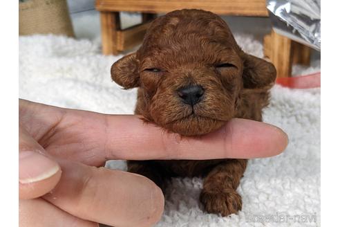 成約済の静岡県のタイニープードル-210538の5枚目