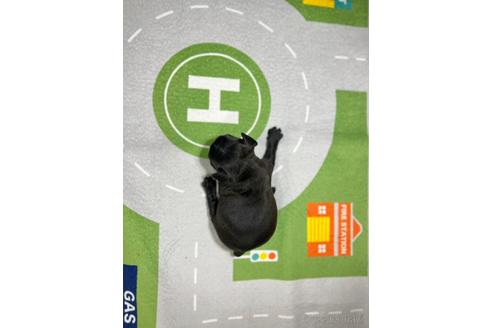 成約済の愛知県のフレンチブルドッグ-210553の2枚目
