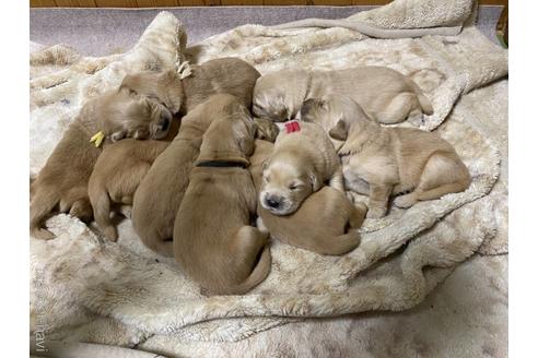 成約済の静岡県のゴールデンレトリーバー-210565の3枚目