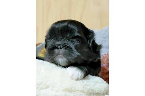 成約済の埼玉県のペキニーズ-207419の4枚目