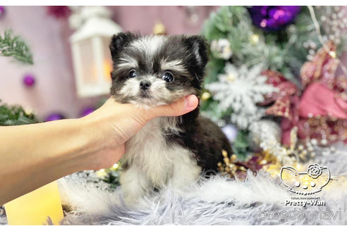 成約済の愛知県のチワマル:チワワ×マルチーズ-210581の5枚目