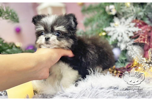 成約済の愛知県のチワマル:チワワ×マルチーズ-210581の3枚目