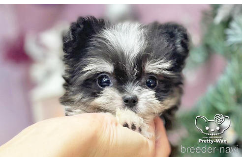 成約済の愛知県のチワマル:チワワ×マルチーズ-210581の4枚目