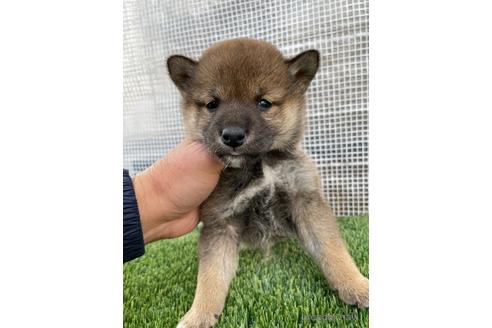 成約済の広島県の柴犬-206336の1枚目