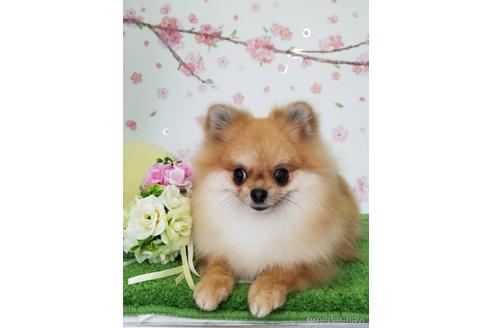 成約済の大阪府のポメラニアン-208354の3枚目