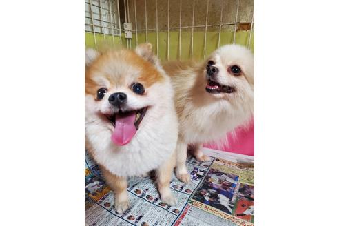 成約済の大阪府のポメラニアン-208354の2枚目