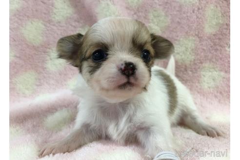成約済の千葉県のチワワ(ロングコート)-210600の10枚目
