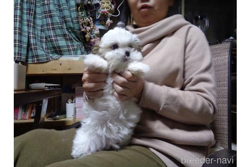 成約済の栃木県のマルシーズー:マルチーズ×シーズー-210604の10枚目