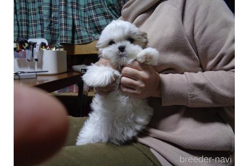 成約済の栃木県のマルシーズー:マルチーズ×シーズー-210604の9枚目