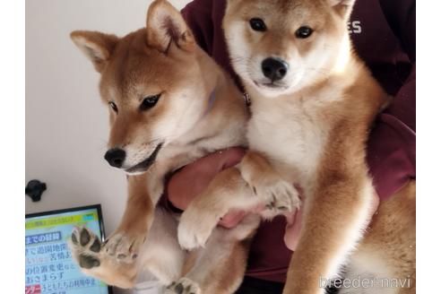 成約済の千葉県の柴犬-191643の1枚目