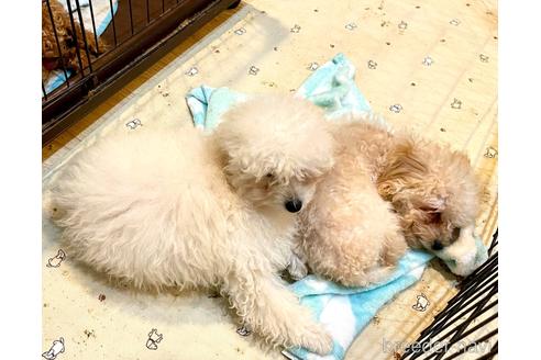 成約済の静岡県のトイプードル-206249の44枚目