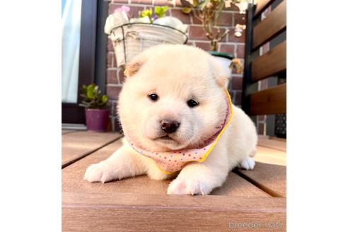 成約済の埼玉県の柴犬-210628の1枚目
