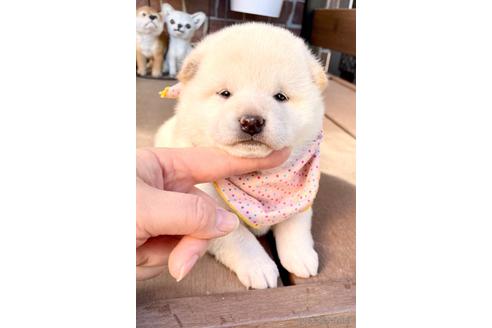 成約済の埼玉県の柴犬-210628の5枚目