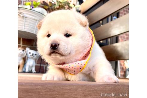 成約済の埼玉県の柴犬-210628の3枚目