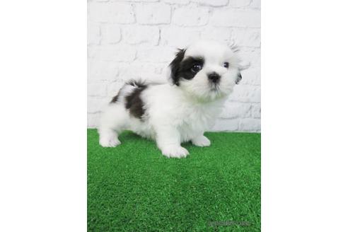 成約済の大阪府のシーズー-210645の5枚目