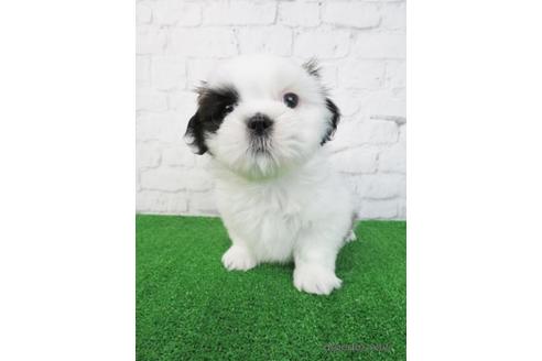 成約済の大阪府のシーズー-210645の2枚目