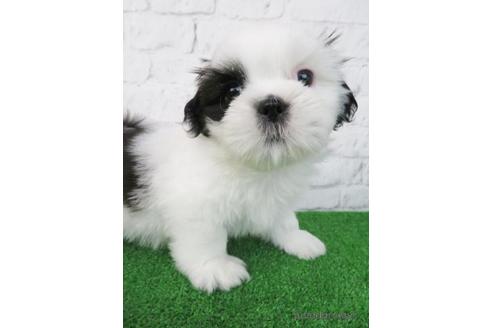 成約済の大阪府のシーズー-210645の4枚目