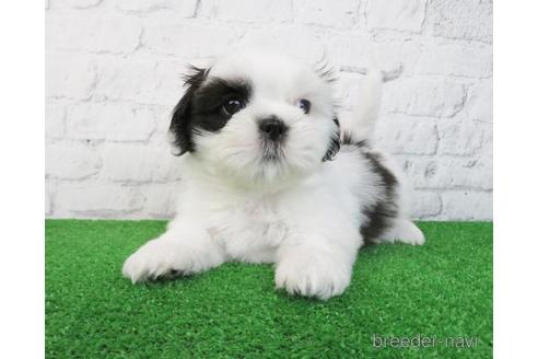 成約済の大阪府のシーズー-210645