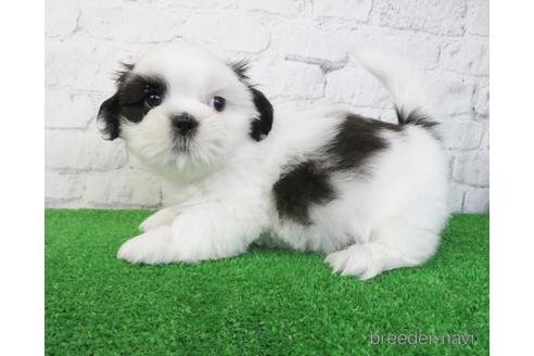 成約済の大阪府のシーズー-210645の3枚目