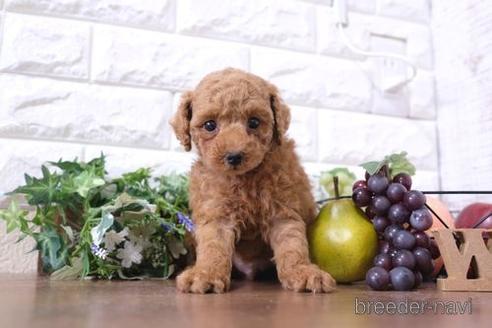 成約済の滋賀県のトイプードル-208677の1枚目