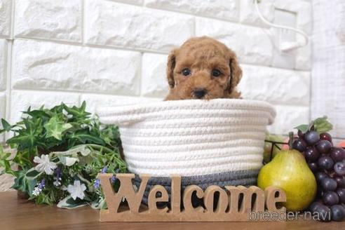 成約済の滋賀県のトイプードル-208677の6枚目