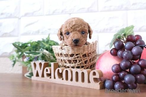 成約済の滋賀県のトイプードル-208677の3枚目