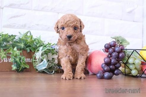 成約済の滋賀県のトイプードル-208677の2枚目