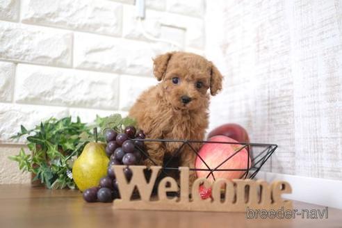 成約済の滋賀県のトイプードル-208678の1枚目