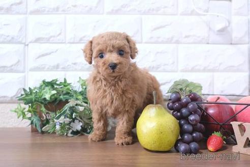 成約済の滋賀県のトイプードル-208678の6枚目