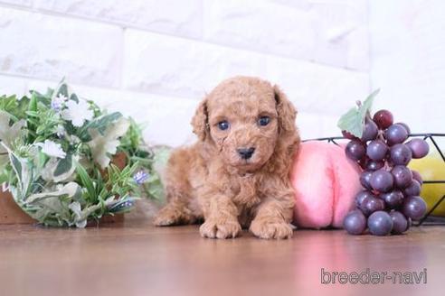 成約済の滋賀県のトイプードル-208678の3枚目